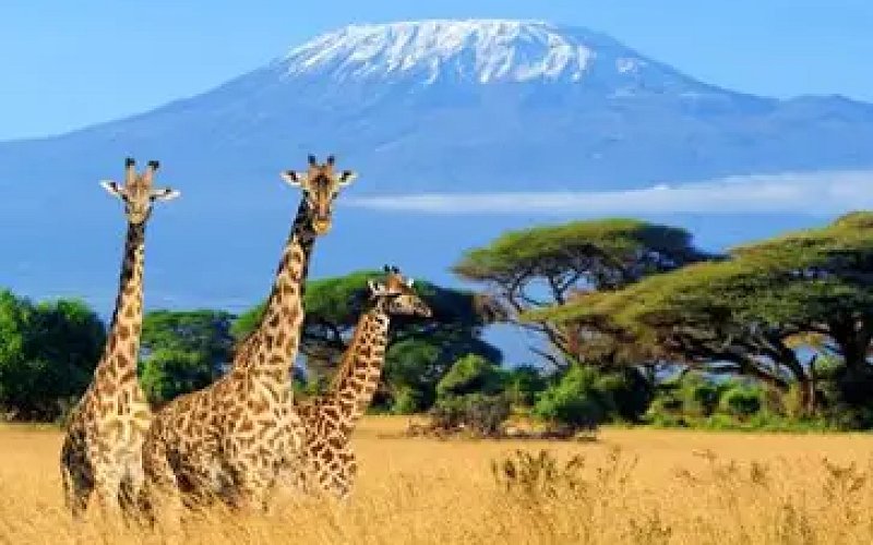 8 Days Lemosho Route