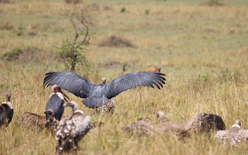 4 Day Tanzania Safari In Tanzania