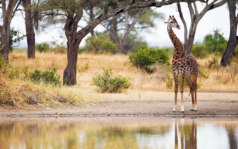 4 Days Fly In Drive Out Wonderful Safari