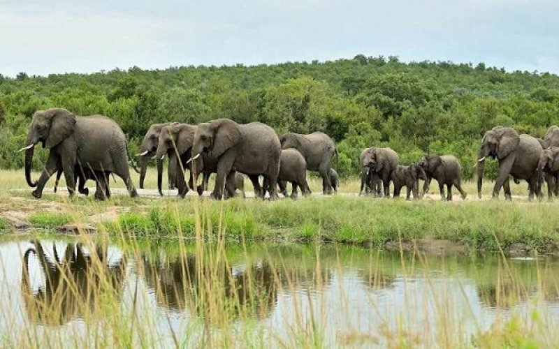 15 Days Of Pearl Of Africa Expedition Of Wilderness, Waterfalls, And Adventure.