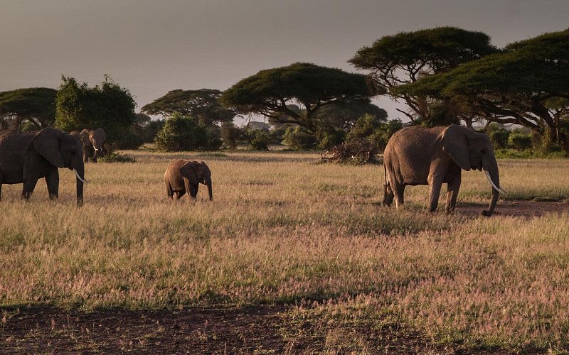 9 Day Kenya, Tanzania Safari & Zanzibar Experience
