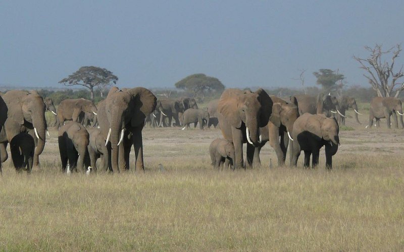 9 Day Kenya & Tanzania Safari Experience
