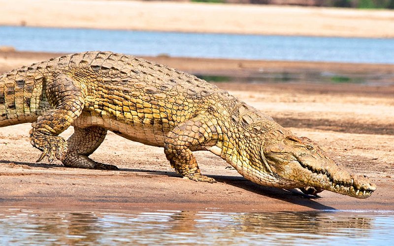 8 Day Southern Tanzania Safari
