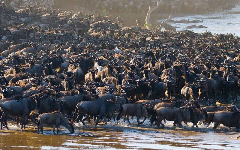 8 Day Serengeti Great Wildebeest Migration Luxury Safari