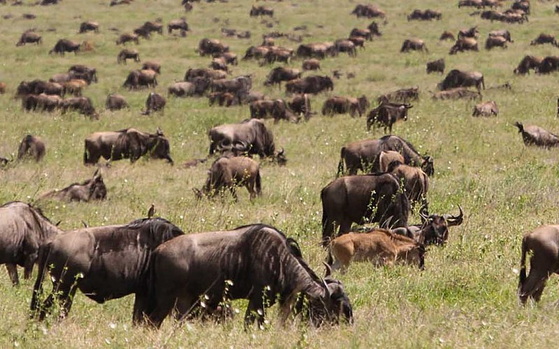 7 Day Ndutu Migration Luxury Safari