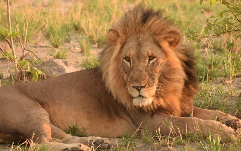 6 Day Ultimate Luxury Tanzania Safari