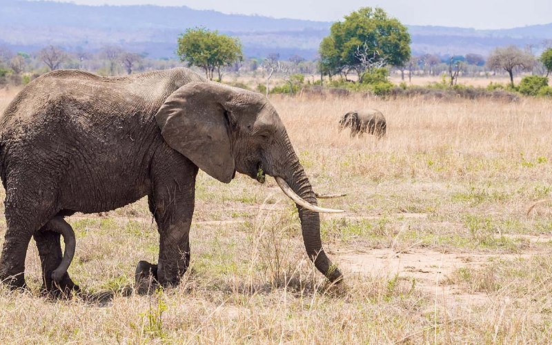 3 Day Luxury Fly In Safari From Zanzibar To Mikumi National Park