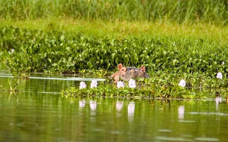 4 Day Rubondo Island Wildlife & Nature Safari
