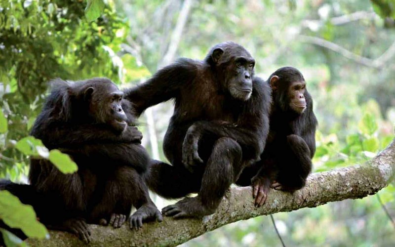 4 Day Gombe Chimpanzee & Lake Tanganyika Adventure