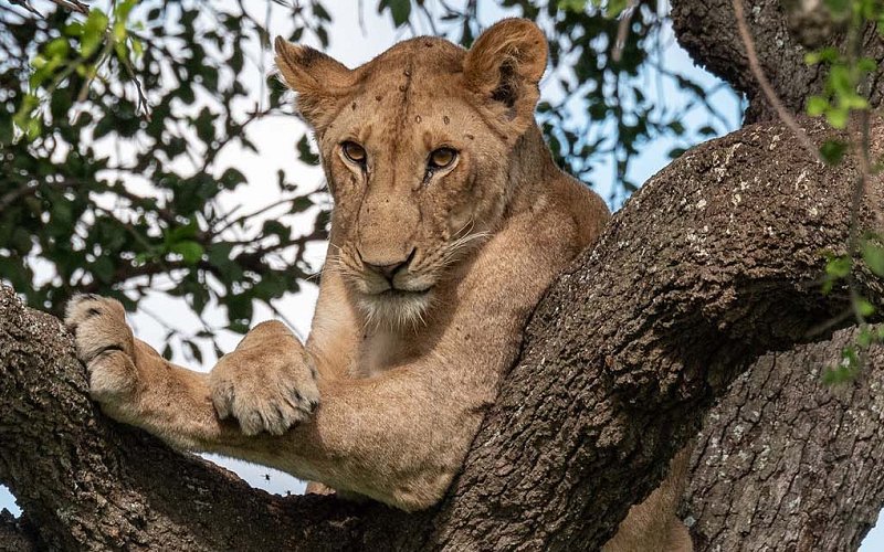 4 Day Exclusive Tanzania Luxury Safari Experience