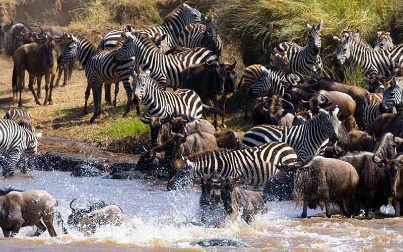 3 Day Northern Serengeti Great Migration Fly In Safari